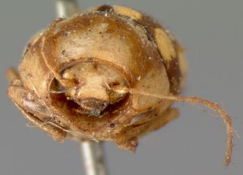 Media type: image; Entomology 9258   Aspect: head frontal view